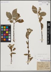 Foto von Salix caprea L.